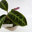 Load image into Gallery viewer, Calathea Jungle Velvet Plant
