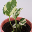 Load image into Gallery viewer, N&#39;Joy Pothos Plant
