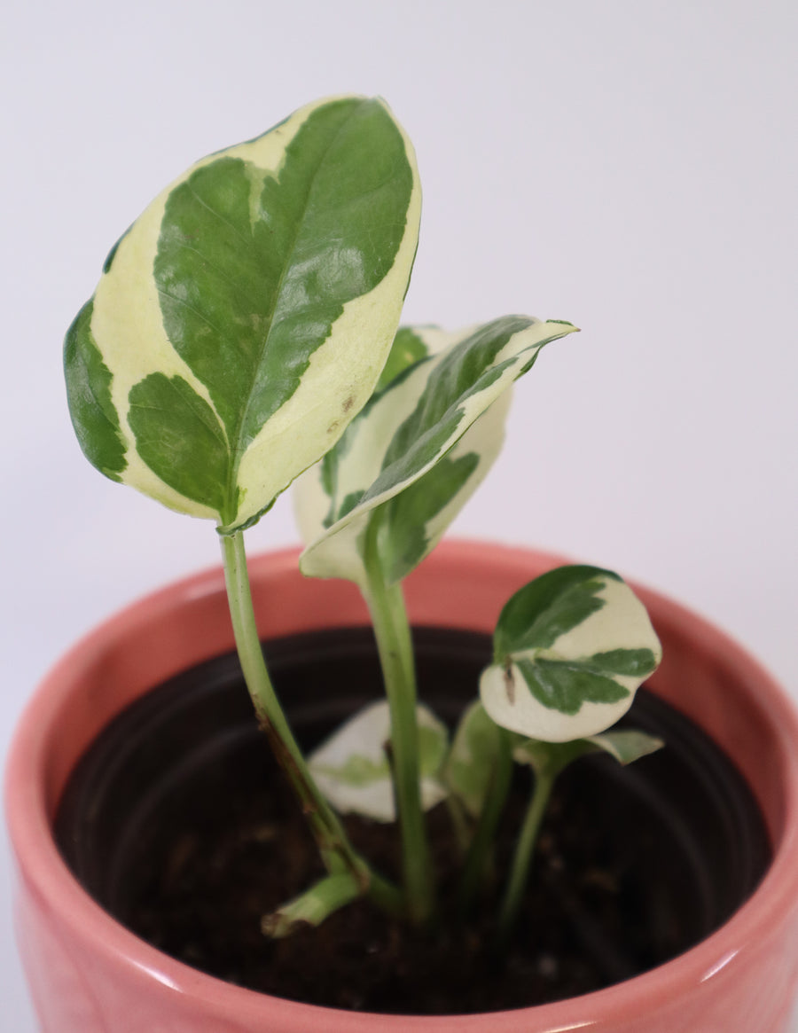 N'Joy Pothos Plant