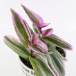 Load image into Gallery viewer, Tradescantia &#39;Albiflora&#39; Nanouk Plant in &quot;Jesus loves you&quot; Nursery Pot

