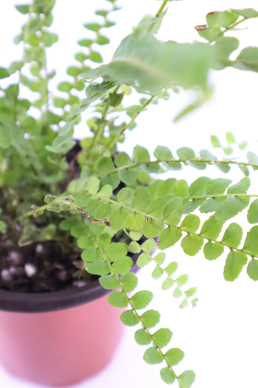 Ladder Fern Plant in a Yellow Ceramic Flower Pot