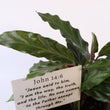 Load image into Gallery viewer, Furry Feather Calathea Live Plant in a &#39;Grow with God&#39; Ceramic Clay Planter
