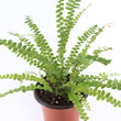 Load image into Gallery viewer, Ladder Fern Plant in a Yellow Ceramic Flower Pot
