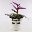 Load image into Gallery viewer, Tradescantia &#39;Albiflora&#39; Nanouk Live Plant in &quot;Grow In The Lord&quot; Nursery Pot
