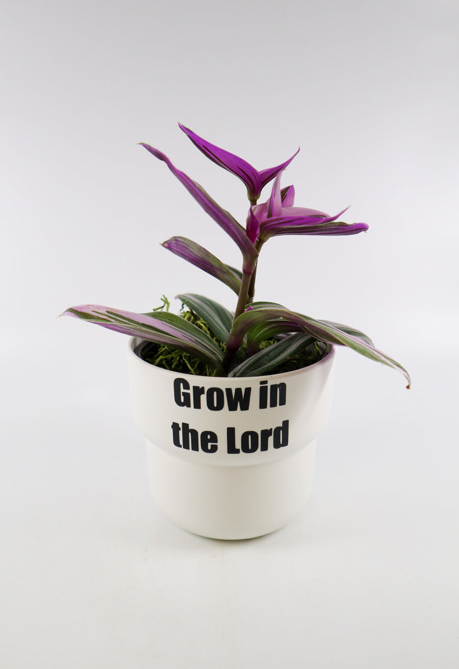 Tradescantia 'Albiflora' Nanouk Live Plant in "Grow In The Lord" Nursery Pot
