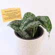 Load image into Gallery viewer, Scindapsus Pictus &#39;Exotica&#39; Live Plant in Modern White Ceramic Plant Pot
