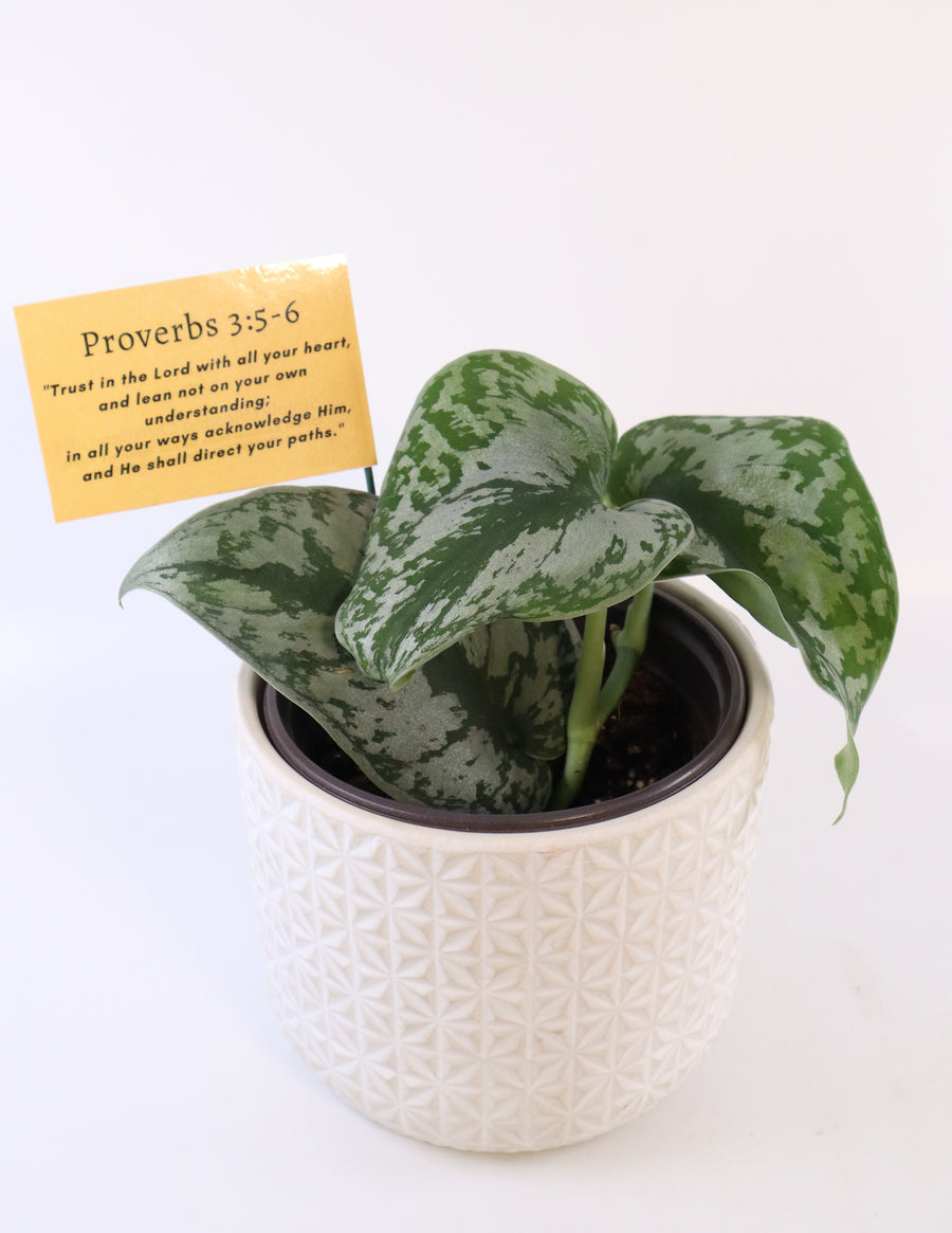 Scindapsus Pictus 'Exotica' Live Plant in Modern White Ceramic Plant Pot