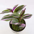 Load image into Gallery viewer, Tradescantia &#39;Albiflora&#39; Nanouk Plant in &quot;Jesus loves you&quot; Nursery Pot
