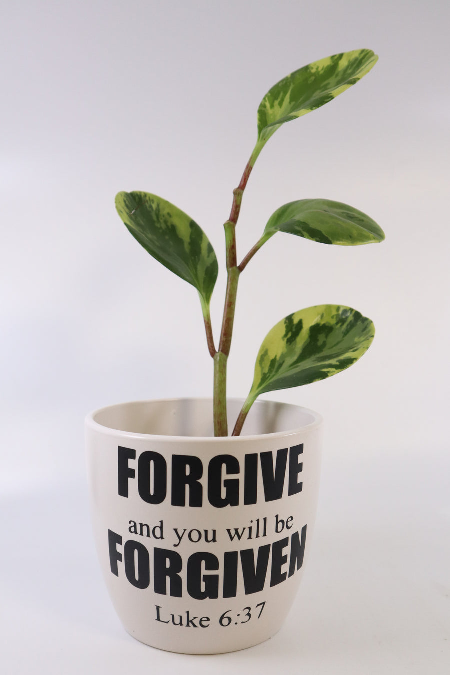 Peperomia Obtusifolia Plant