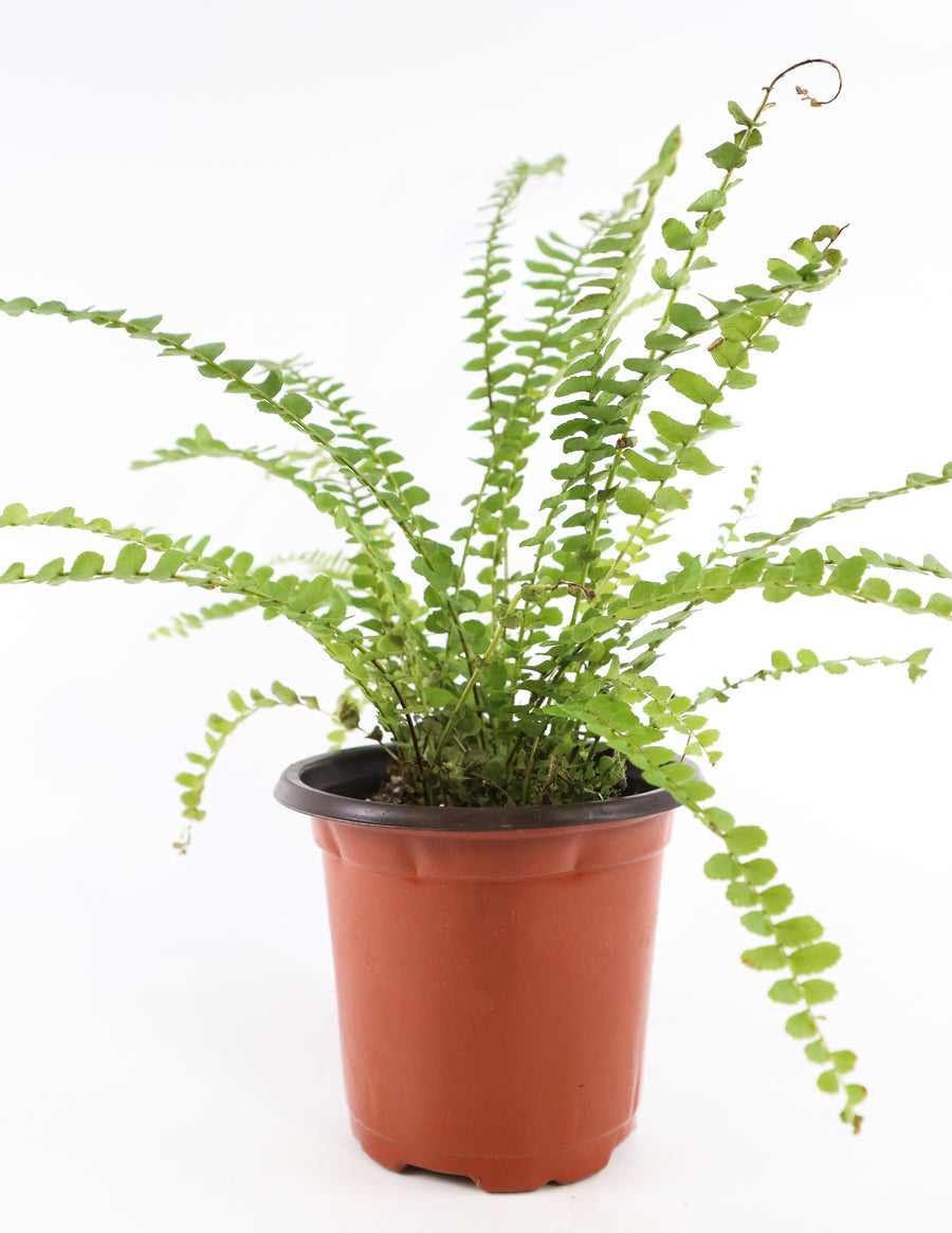 Ladder Fern Plant in a Yellow Ceramic Flower Pot