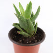 Load image into Gallery viewer, Aloe Nobilis &#39;Gold Tooth Aloe&#39; Succulent Plant in &quot;Jesus Loves Me&quot; Planter
