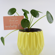 Load image into Gallery viewer, Pilea Peperomioides Live Plant in a Yellow Ceramic Flower Pot
