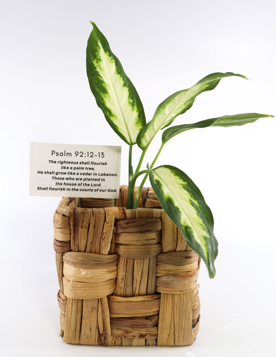 Dieffenbachia Plant in a Bamboo Square Planter